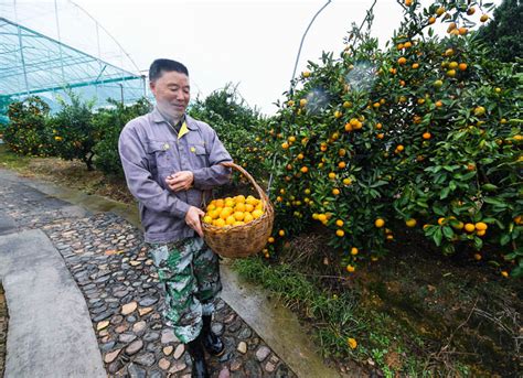 浙江建德：柑橘之乡开启“丰收季”图片新闻中国政府网