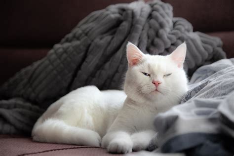 White Cat Sleeping on a Couch · Free Stock Photo