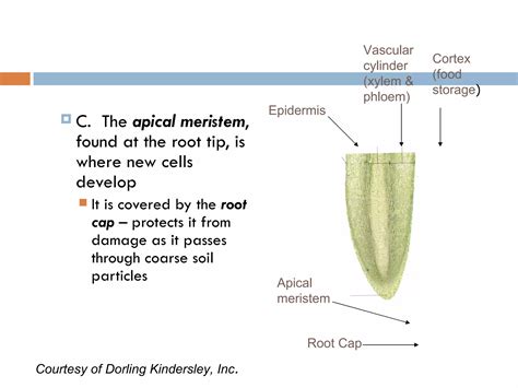 Root anatomy | PPT