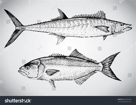 King Mackerel Bluefish Vintage Hand Drawn Stock Vector Royalty Free