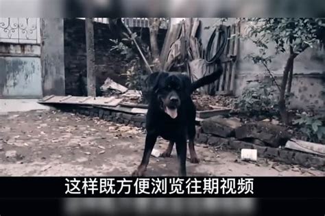 遇见赶紧跑！世界十大猛犬藏獒仅排第二，排名最高是中国神犬