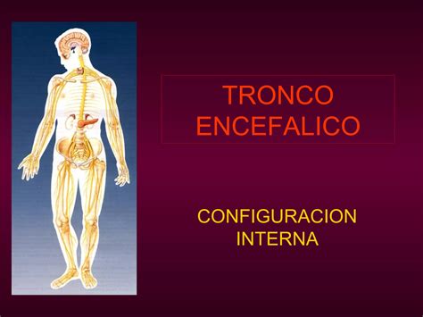 17 Tronco Encefalico 2 Ppt