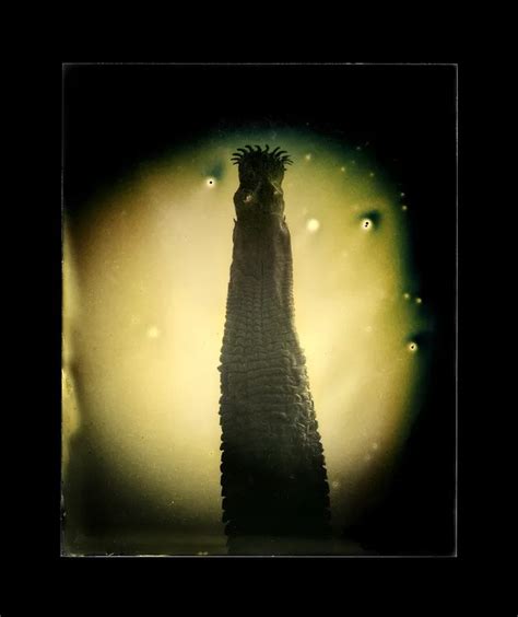 Photographer Captures Mesmeric Images Of Parasitic Worm Sex Mannaismaya Adventure S Blog