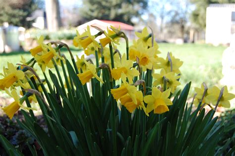Spring Flowers…..in February? – On The Banks of Salt Creek
