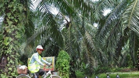 Perusahaan Malaysia beli lahan sawit di Kalimantan