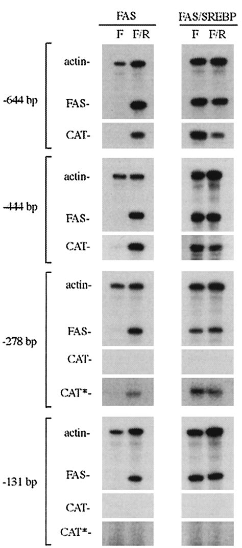 Nutritional Regulation Of The Fatty Acid Synthase Promoter In Vivo