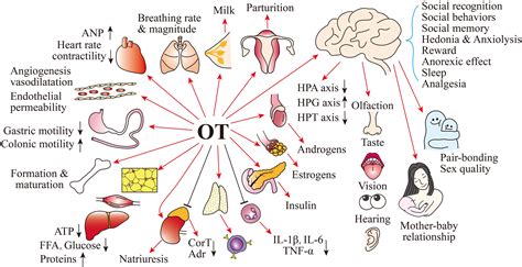 Oxytocin Hormone Function