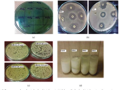 Figure 1 From Isolation And Characterization Of Lactobacillus Crispatus