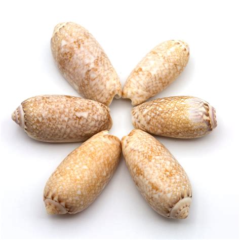 shells animal 3