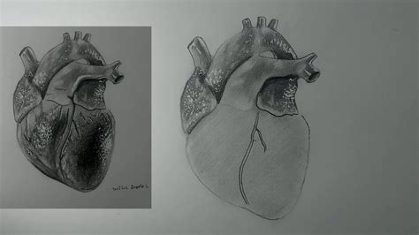 Dibujos De Corazon Humano Para Dibujar