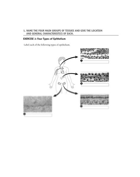 Solution Epithelial Tissue Exercises Studypool