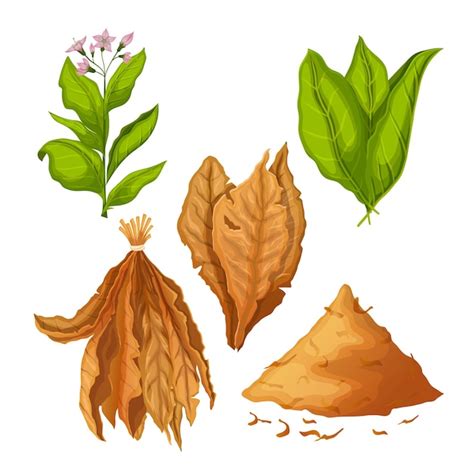 Premium Vector Tobacco Leaf Nicotine Set Cartoon Vector Illustration