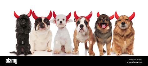 Large Team Of Six Cute Dogs Dressed As Devils For Halloween Standing