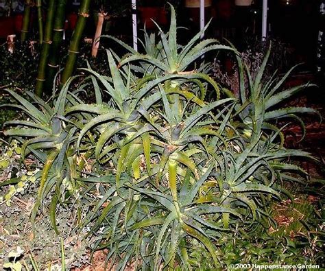 PlantFiles Pictures Aloe Species Torch Aloe Tree Aloe Mountain Bush