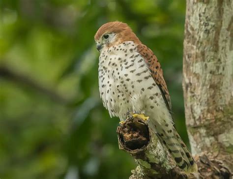 Mauritius Kestrel: Understanding the Conservation Success Story - The ...