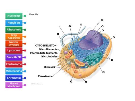 Animal Cell Diagram - Labelled diagram