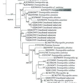 The Maximum Likelihood Phylogram Inferred From S Rdna Sequences Of