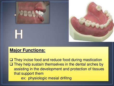 Physiology Of Teeth And Its Supporting Structures