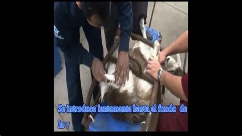 Metodo De Inseminaci N Artificial En Cabras Youtube