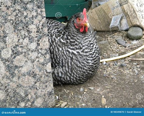 Barred Rock Hen Stock Photo Image Of Farm Chicken Poultry 98349870