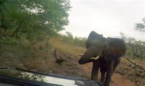 Video Elephant Attacks Jeep Full Of Photographers Nature News