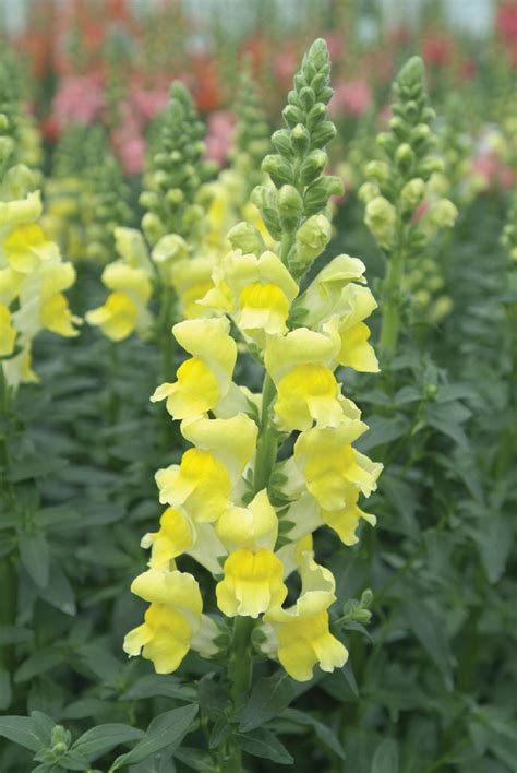 ANTIRRHINUM majus POTOMAC YELLOW - Muller Seeds