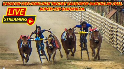 Live Streaming Seleksi Karapan Sapi Tradisional Tingkat Kabupaten