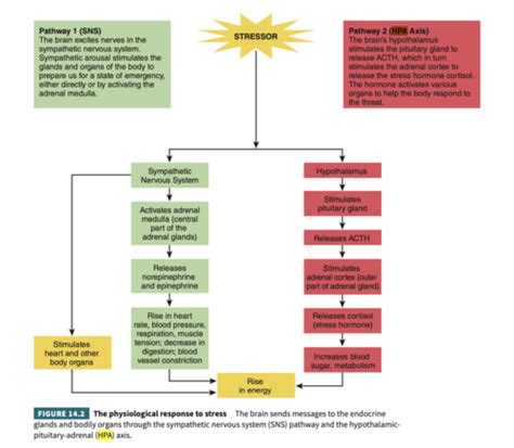 Chapter 14 Stress Coping And Health Textbook Notes Flashcards