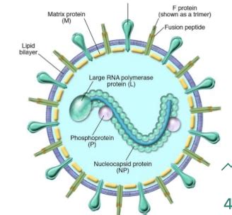 Paramyxoviridae and Bornaviridae Flashcards | Quizlet