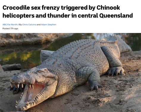 Crocodile Sex Frenzy Triggered By Chinook Helicopters And Thunder In Central Queensland R