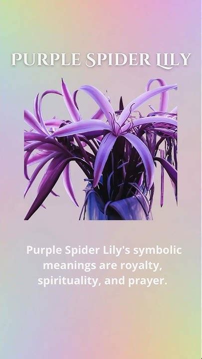 Purple Spider Lily Symbolic Meaning Are Royalty Spirituality And Prayer 💜click Link In Bio