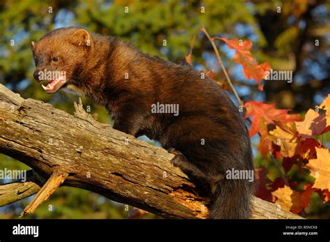 North American Marten or Fisher climbing a dead tree showing teeth in ...