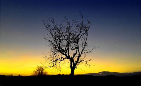 Fotos Gratis Paisaje Rbol Naturaleza Horizonte Rama Nube