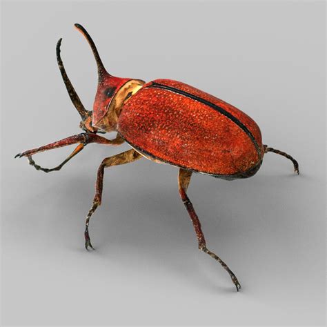 species identification - Identify this insect - beetle (?) - Biology ...