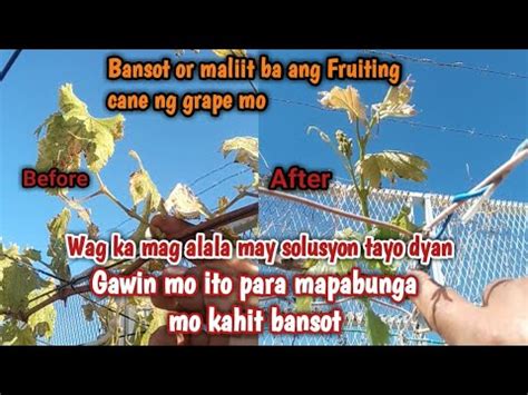 Mabagal Or Maliit Na Fruiting Cane Ng Ubas Paano Mapabulaklak Ang