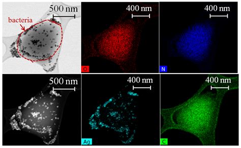 Nanomaterials Free Full Text Direct Bactericidal Comparison Of Metal Nanoparticles And Their