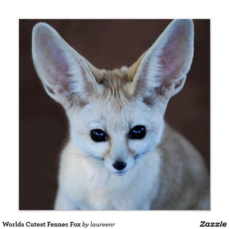 Worlds Cutest Fennec Fox Poster In 2020 Fox Poster Fox Spirit Poster