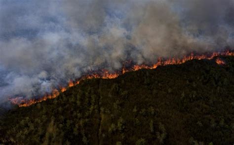 Aktivis Ingin Perlindungan Hutan Dan Gambut Jadi Perhatian Serius