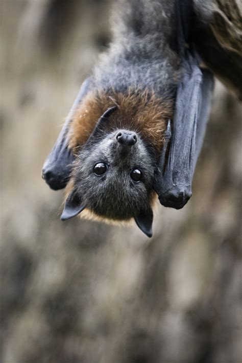 Saving our bat babies - Australian Geographic