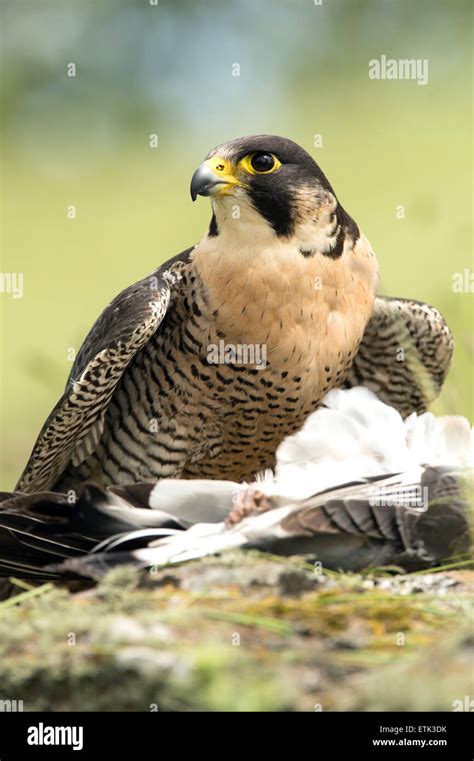 Peregrine Falcon Hi Res Stock Photography And Images Alamy