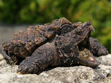 Alligator Snapping Turtle Worm Tongue My Alligator Snapping Turtles