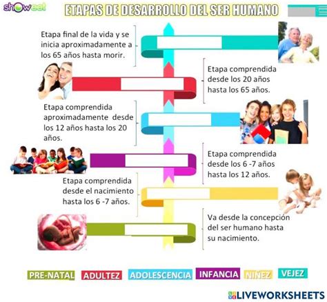 Etapas Del Desarrollo Humano Activity Live Worksheets Nbkomputer