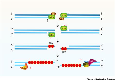 Charting A Dna Repair Roadmap For Immunoglobulin Class Switch