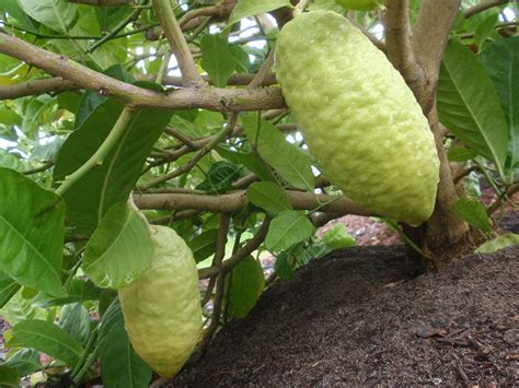 Royal Paradise Garden Rare Etrog Citron Ganapathy Lemon Fruit Live