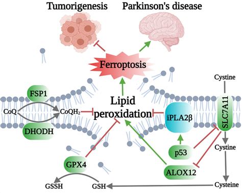 Phospholipase iPLA2β acts as a guardian against ferroptosis Mao