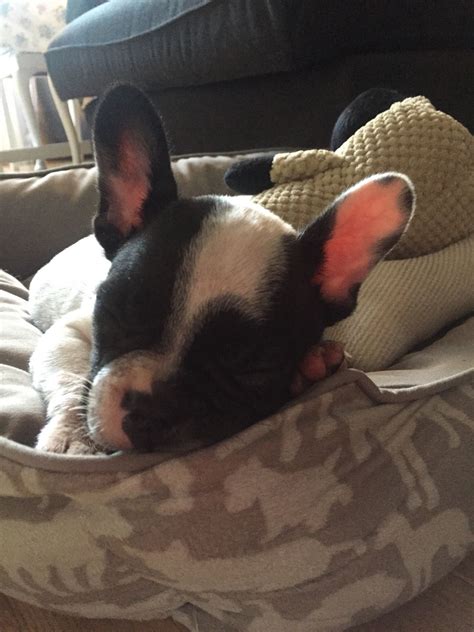 Sleeping Frenchie | French bulldog, Bulldog, Boston terrier