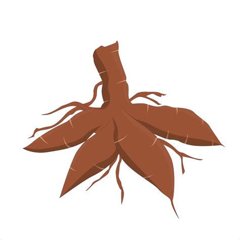 Cassava Vector Illustration Cassava Root Also Known As Manioc With