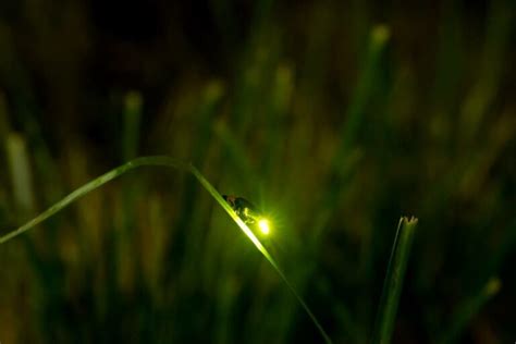 How to Photograph Fireflies: 6 Tips & Tricks - Optics Mag