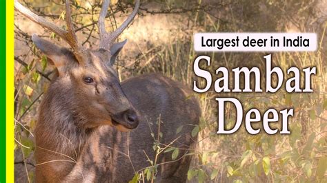 Sambar Facts, Diet, Habitat Pictures On, 58% OFF