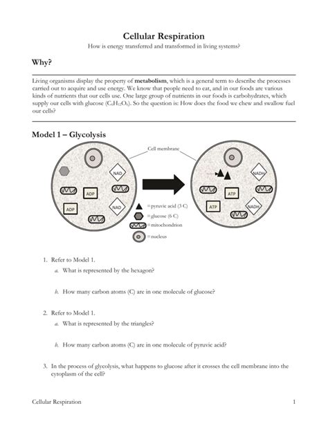 The Cell Cycle Pogil Answer Key Quizlet Athens Mutual Student Corner